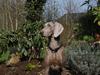 Weimaraner Molly