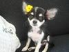 Chihuahua Emma :)