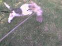 Ruhåret foxterrier Chico Chikago RIP