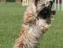 Pyrenæisk hyrdehund Quisa