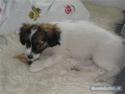 Phalene Beautiful Bessie "Molly"