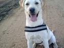 Labrador retriever Luna