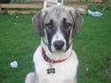 Kangal DUMAN
