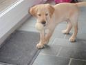 Golden retriever Walter