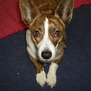 Welsh corgi cardigan Tanja RIP. 18/5 2014