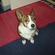 Welsh corgi cardigan Tanja RIP. 18/5 2014