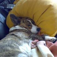 Welsh corgi cardigan Tanja RIP. 18/5 2014