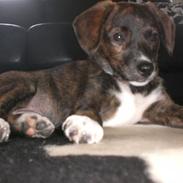 Blanding af racer Tasja