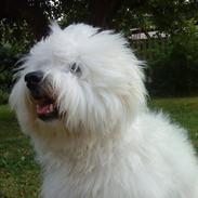 Coton de tulear Charlie