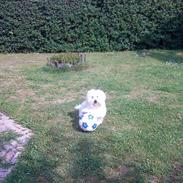 Coton de tulear Charlie