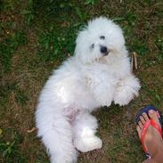 Coton de tulear Charlie
