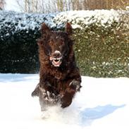 Flat coated retriever Bell Ani - Rest in peace