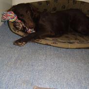 Flat coated retriever Bell Ani - Rest in peace