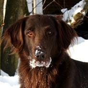 Flat coated retriever Bell Ani - Rest in peace