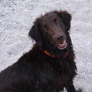 Flat coated retriever Bell Ani - Rest in peace