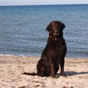 Flat coated retriever Bell Ani - Rest in peace