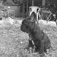 Fransk bulldog Milo R.I.P.