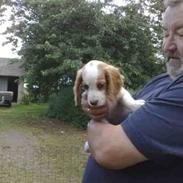Field Trial spaniel Tessa