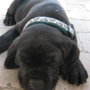 Blanding af racer SAMSON