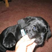 Blanding af racer SAMSON