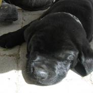 Blanding af racer SAMSON