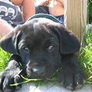 Blanding af racer SAMSON