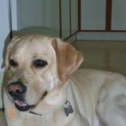 Labrador retriever Moro
