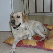 Labrador retriever Moro