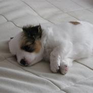 Blanding af racer Gizmo