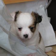 Blanding af racer Gizmo