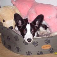 Welsh corgi cardigan Blondie's aim a keeper