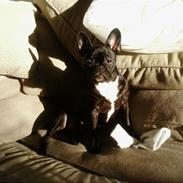 Fransk bulldog Enya