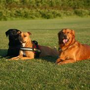 Golden retriever Sofus