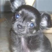 Chihuahua Little Beautifull Girl