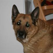 Schæferhund Tasia (Død RIP!)