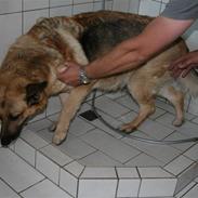 Schæferhund Tasia (Død RIP!)