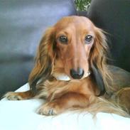 Dværggravhund Coco