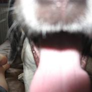 Blanding af racer Rocky