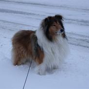 Collie langhåret Collie Farm Im One My Way