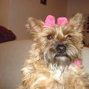 Cairn terrier Lilo