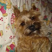 Cairn terrier Lilo