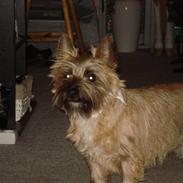 Cairn terrier Lilo