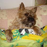 Cairn terrier Lilo