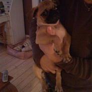 Blanding af racer Øffe