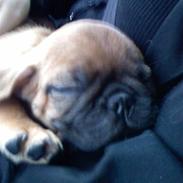 Blanding af racer Øffe