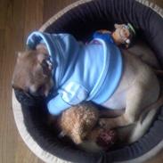 Blanding af racer Øffe