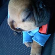 Blanding af racer Øffe