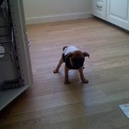 Blanding af racer Øffe