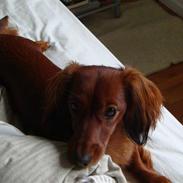 Dværggravhund Futte