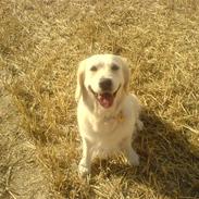 Golden retriever Bella